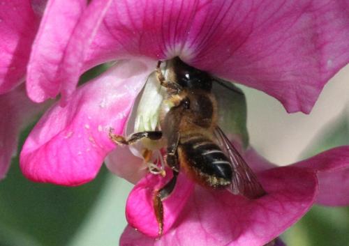 Réf. 303 990 : Megachile sp.